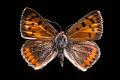 lycaena phlaeas